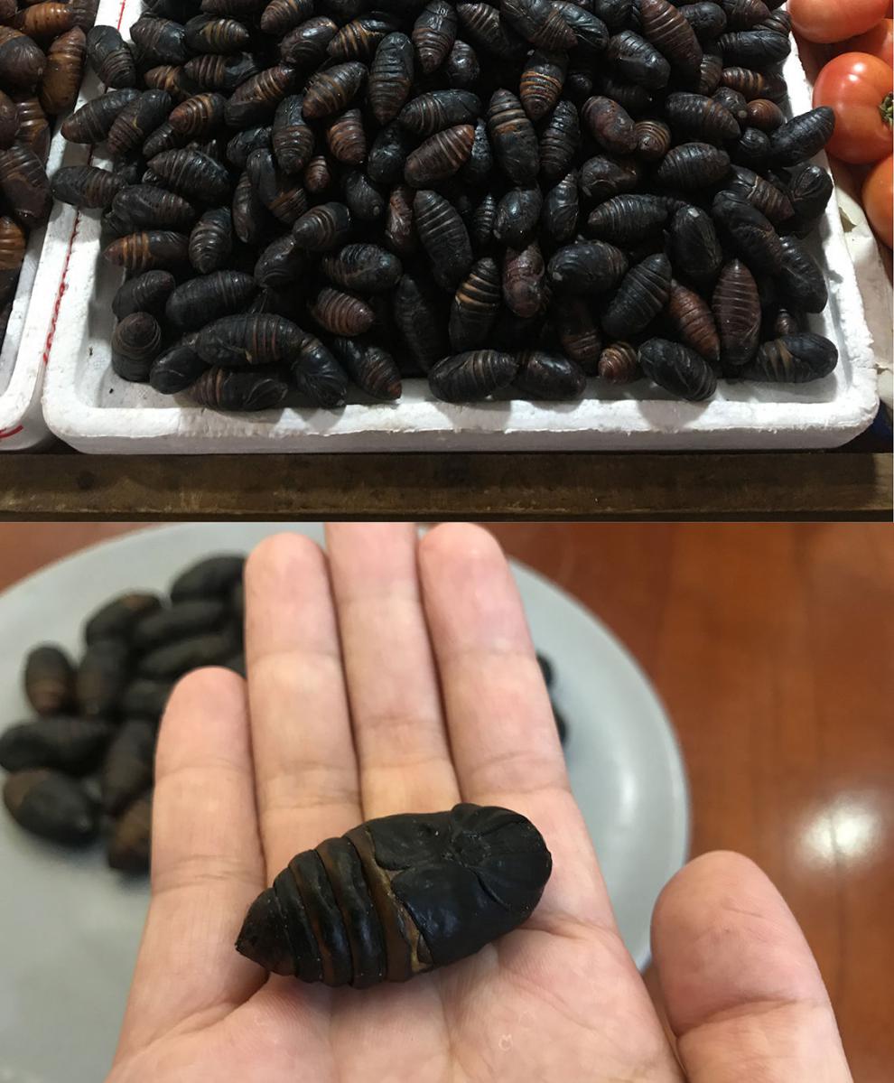 茧蛹东北500g2斤蚕蛹鲜活东北特产柞蚕蛹黑茧蛹蝉蛹新茧蛹黄茧蛹大黄