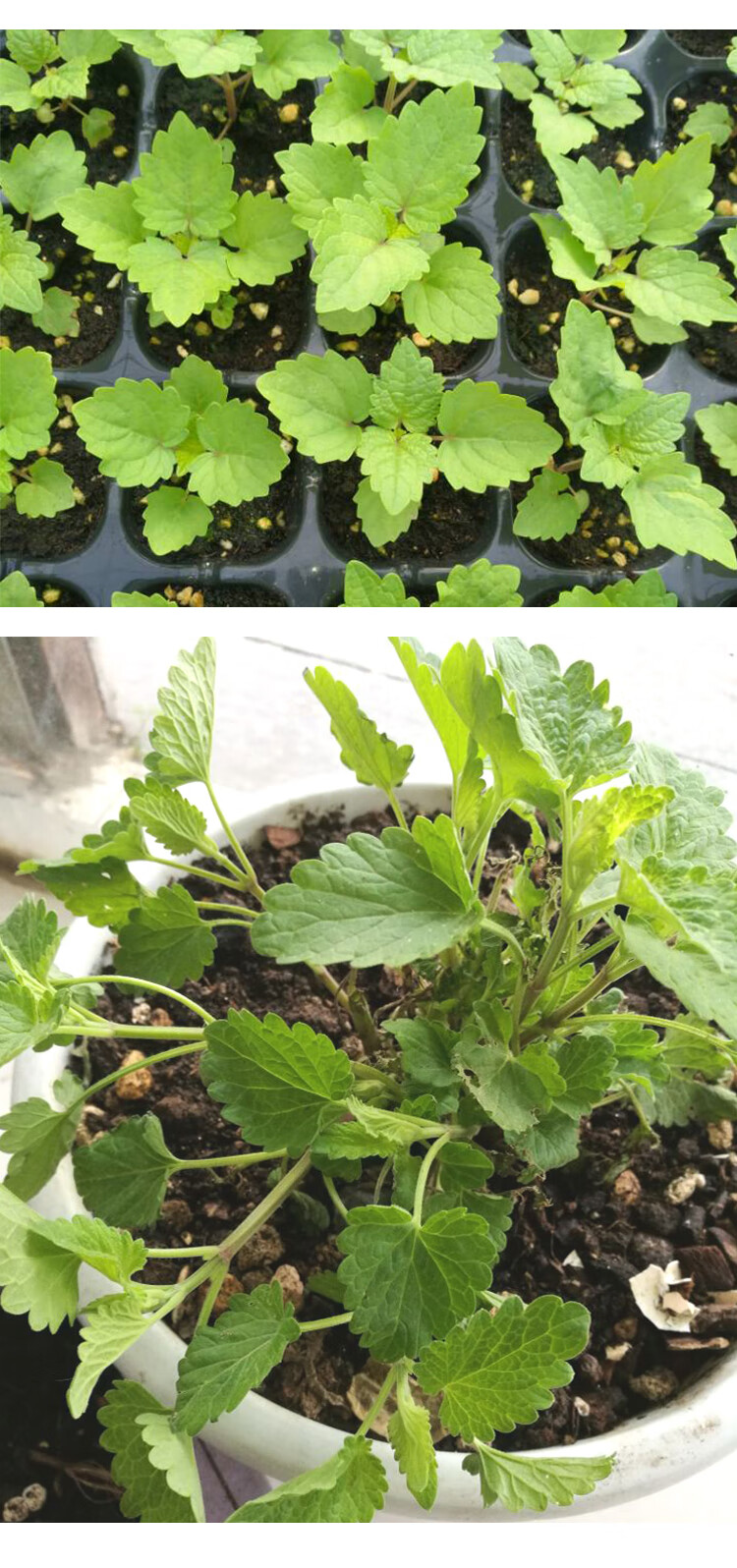 寿禾食用藿香种子种苗种籽霍香正气盆栽藿香苗3棵