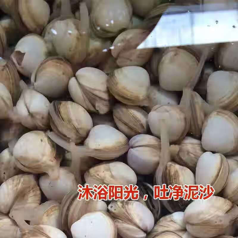 白蛤蜊鲜活白贝连云港特产海鲜水产贝类白蛤蛤蜊肉蚬子海蛤蜊三斤吐沙