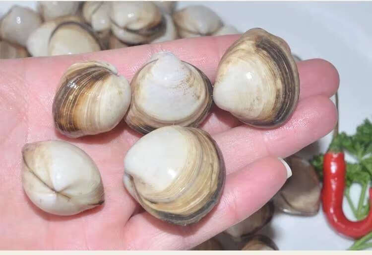 白蛤蜊鲜活白贝连云港特产海鲜水产贝类白蛤蛤蜊肉蚬子海蛤蜊一斤吐沙