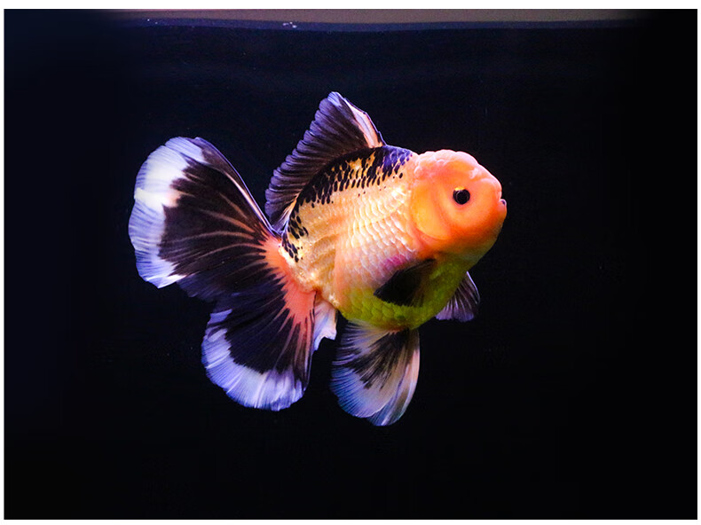 zxc进口百褶裙 精品泰狮f1金鱼活体观赏鱼原泰冷水新手活鱼渔场 进口7