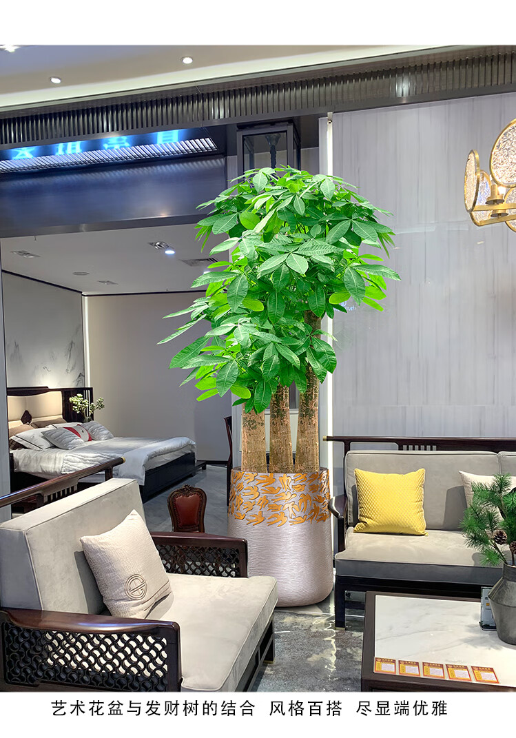 三棵发财树盆栽步步高盆景室内客厅办公室旺财大型绿植同城财源滚滚19