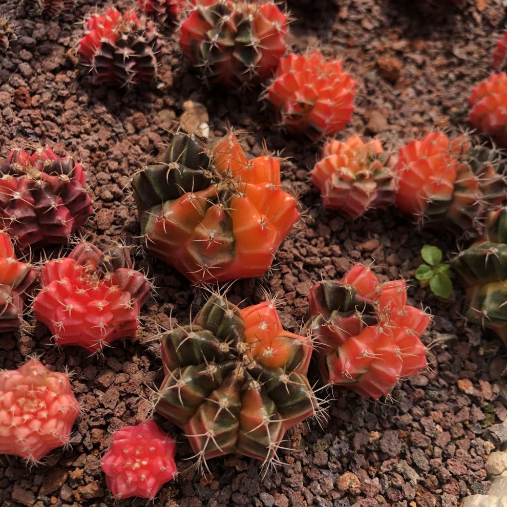 园艺 实生绯牡丹锦 精品开花仙人球多肉植物 实生绯牡丹锦2.