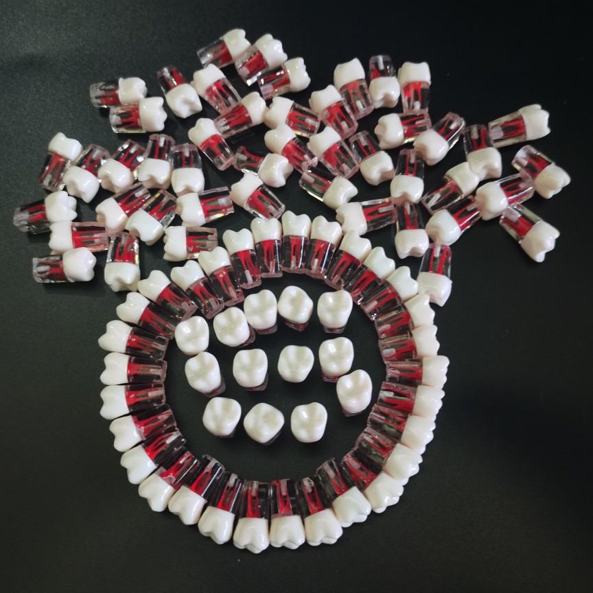 备牙模型开髓牙仿真牙科牙粒口腔根管离体牙树脂牙考试专用牙 37号