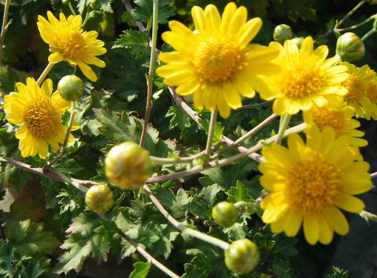 野菊花种子泡茶菊花种子野黄菊花山坡路边野生山菊花多年生花籽野菊花