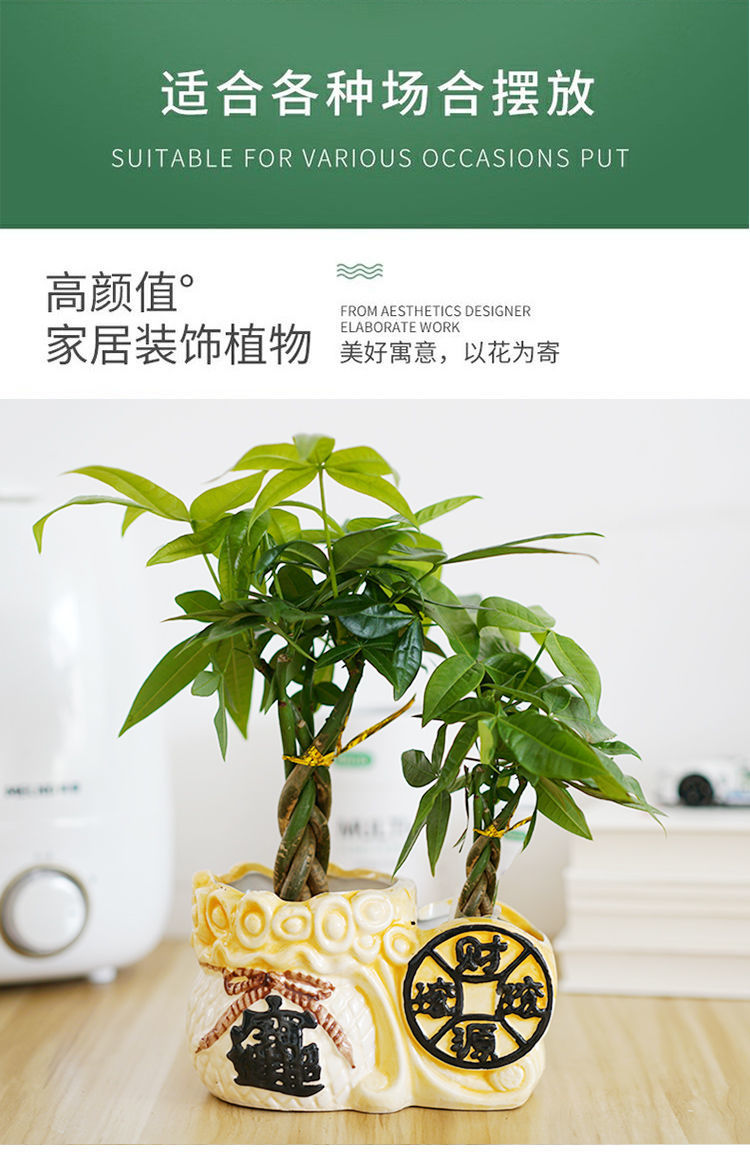 适用空间:客厅品种:发财树货号:220782332118商品毛重:1.