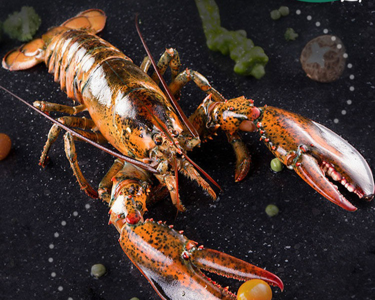 波士顿大龙虾特大超大新鲜澳洲龙虾【顺丰冷链】 4900-5000g/只【图片