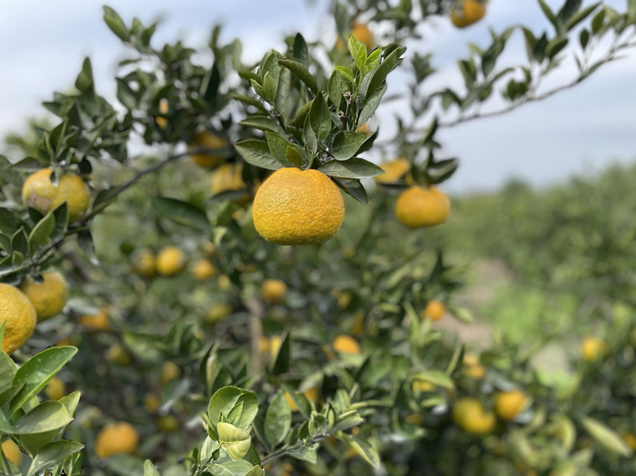 温州正宗三垟湿地园底瓯柑不上火水果甜新鲜瓯柑苦橘温州特产10斤大果