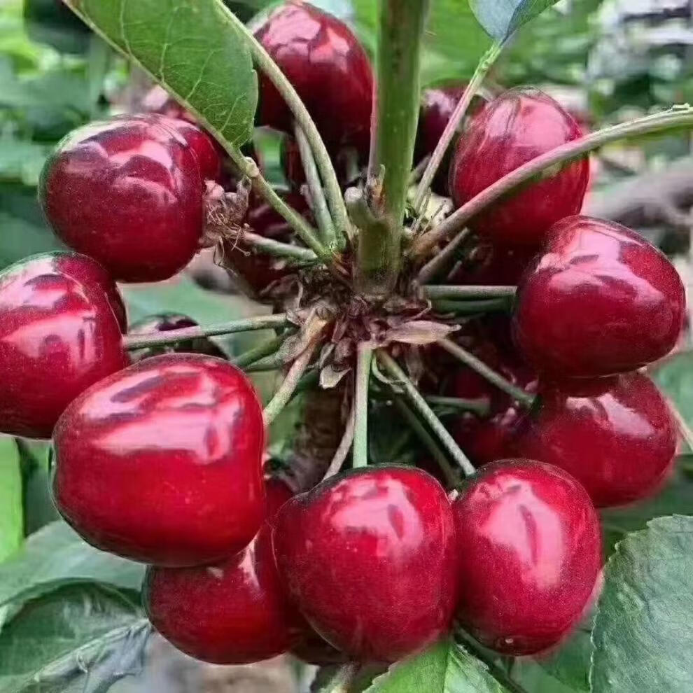 冷链空运甘肃天水大樱桃国产车厘子红灯大果脆甜现摘时令新鲜水果孕妇