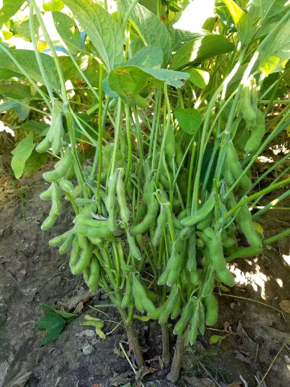 早生50毛豆种子特早熟50天高产毛豆种子95-1青豆黄豆毛豆种子 500克