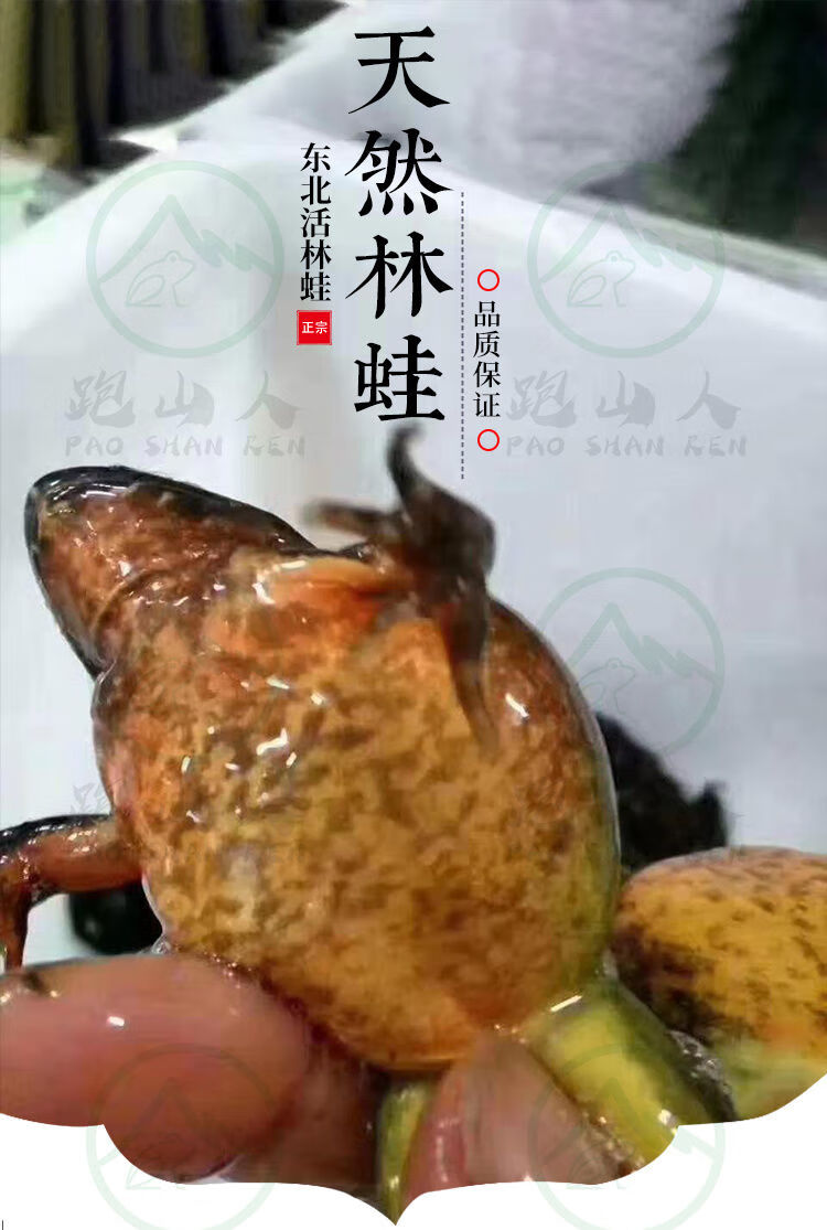 东北林蛙蛤蟆长白山特产林蛙活体鲜活母豹子规格齐全 一斤装哈什蚂母