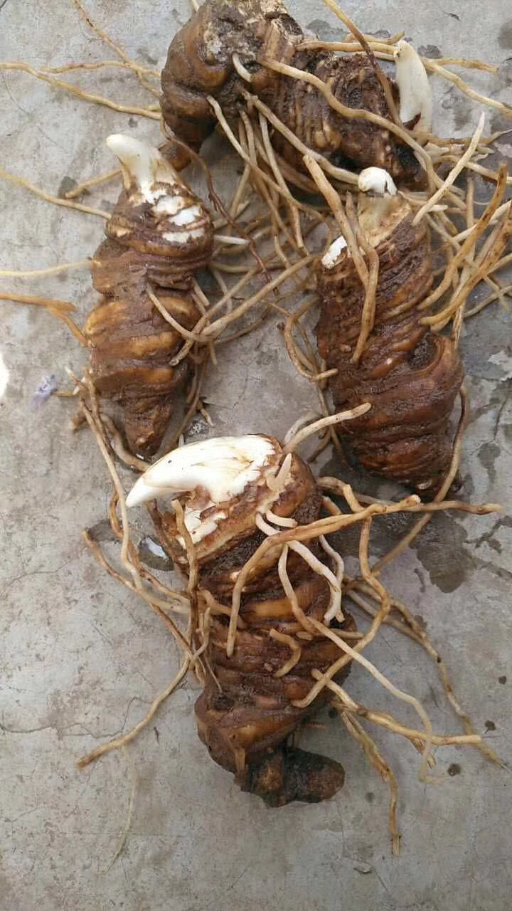 官方旗舰新鲜大个头重楼云南粉质滇重楼大个头七叶一枝花特大新鲜重楼