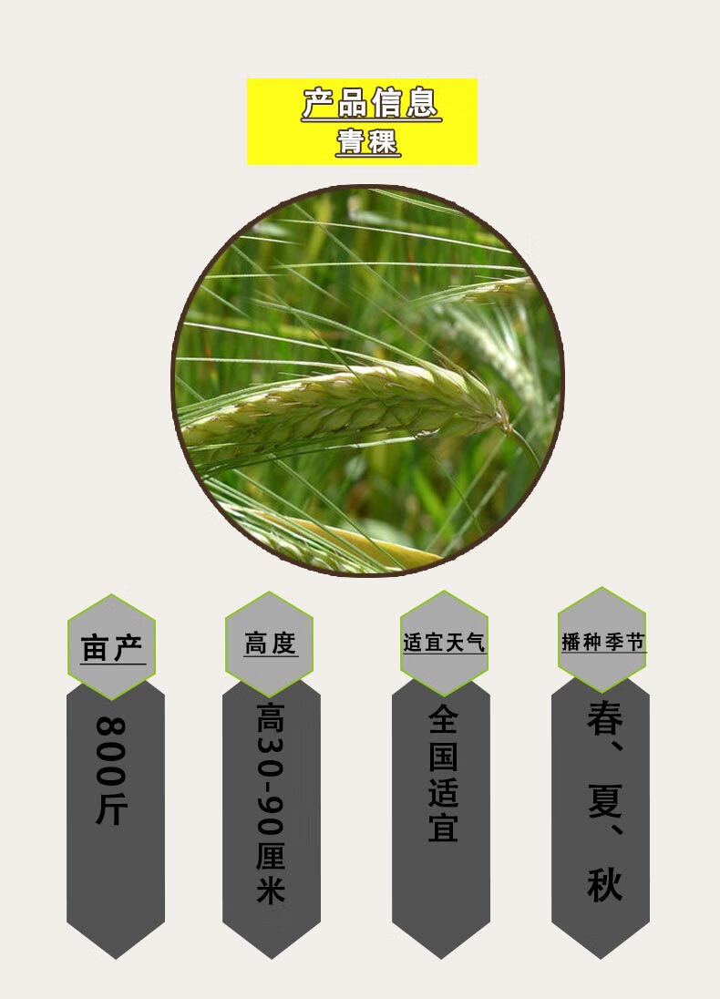 甜荞麦种子苦荞麦红高粱大麦小麦黑小麦燕麦薏米青稞杂粮籽种苦荞麦