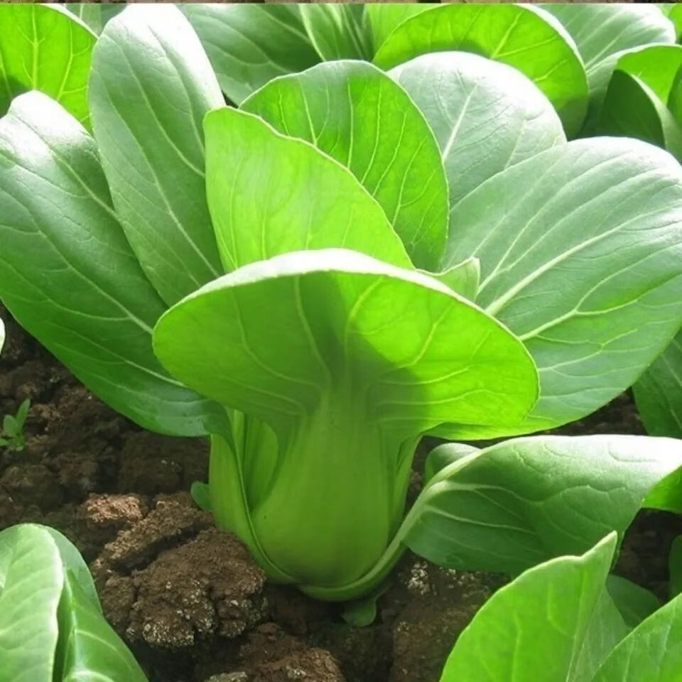 赤卉紫妃上海青种子上海精品苏州青四季种植高产蔬菜小青菜小白菜种籽