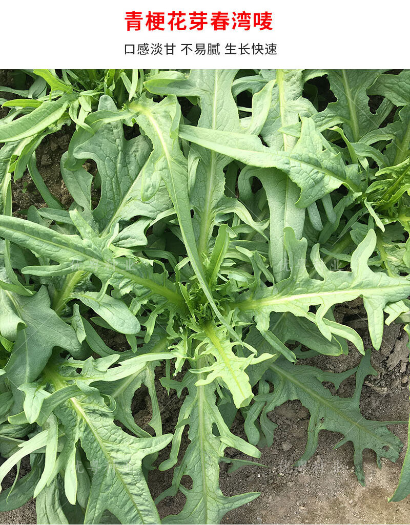 高州唛菜种子大圆叶恩平甜麦菜八甲唛种籽多枝花芽苦麻菜蔬菜种孑阳春