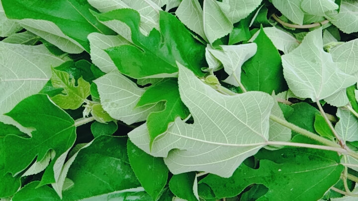 野生新鲜楮桃叶干品褚楮树叶褚桃叶构树叶中材500g/份2斤【图片 价格