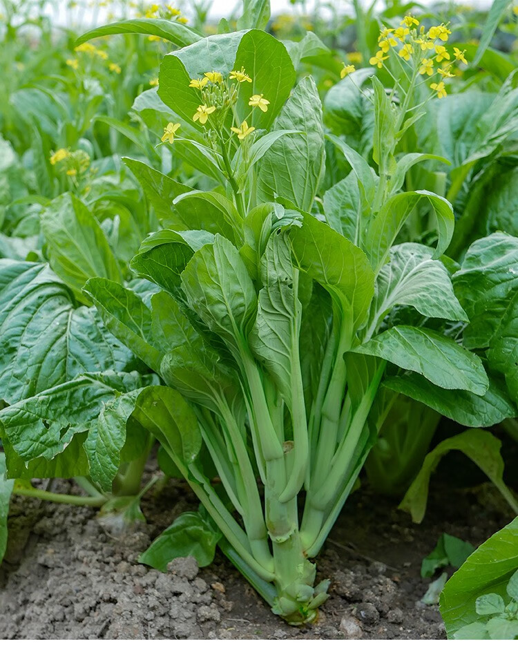北蔬白菜苔种子四九菜心四季蔬菜四九菜心种子四季用250g散装