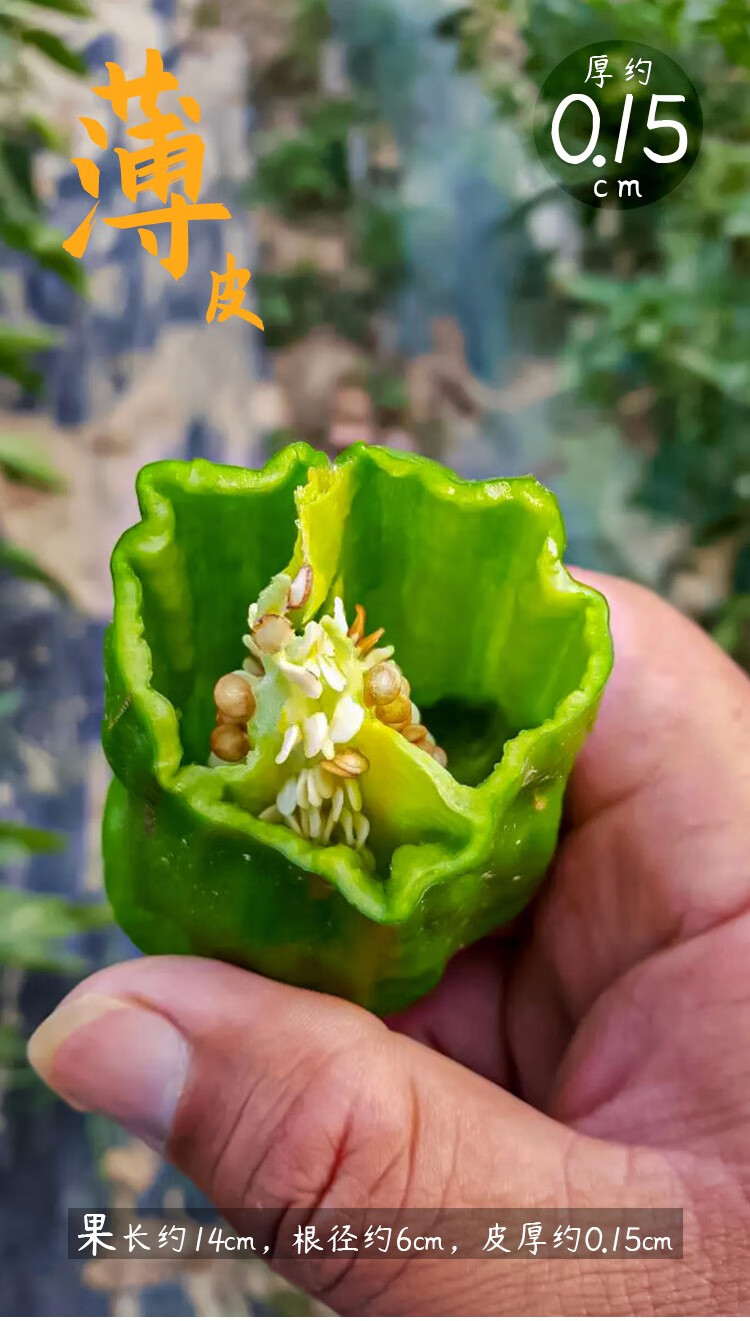 壽禾薄皮青椒辣椒種子皺皮辣椒苗四季盆栽薄皮辣椒種子景尖椒種子50粒