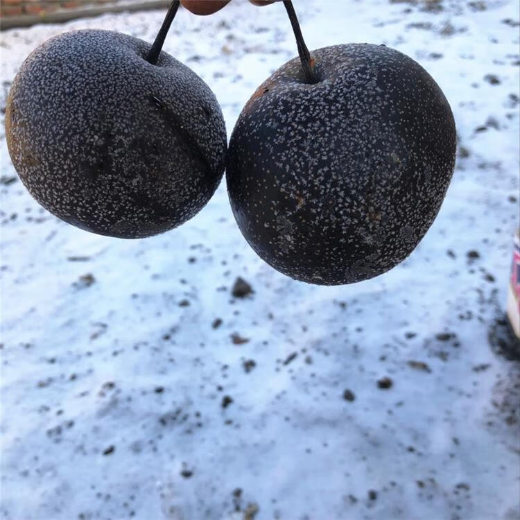 冻花盖梨冻梨东北冻梨 梨花盖梨冻秋梨大黑梨冻东北特产4斤装 4斤普通