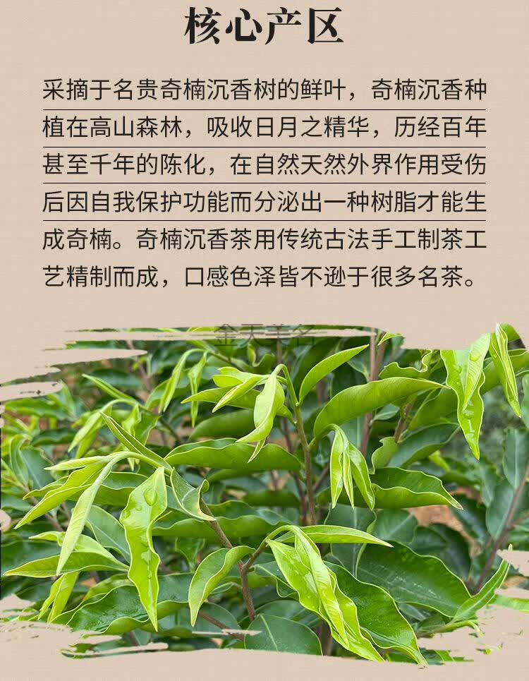 沉香茶叶特级非茶理气茶新乌龙茶熟茶奇楠沉香茶养生茶沉香茶250克
