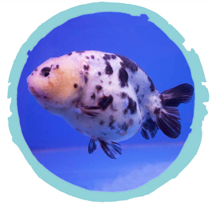 泽驭名宠(zeyu mingchong)奶牛水墨兰寿金鱼活鱼冷水观赏鱼苗五花寿