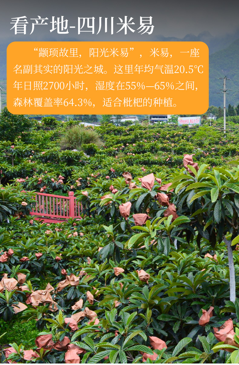 国产特产品类:米易枇杷包装形式:简装种类:红肉原产地:四川品种:早钟