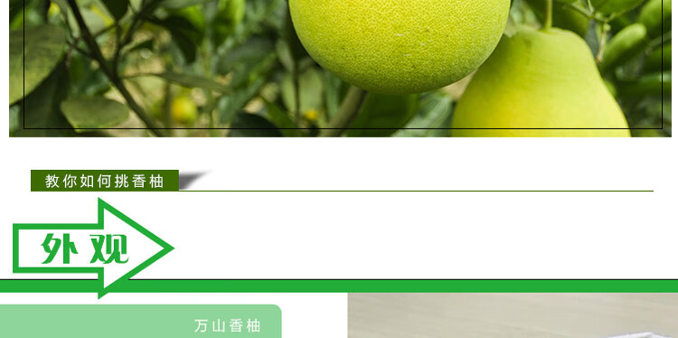 贝娇芬 贵州铜仁万山香柚老树柚子雪峰柚小苦柚时令水果贡柚孕妇水果