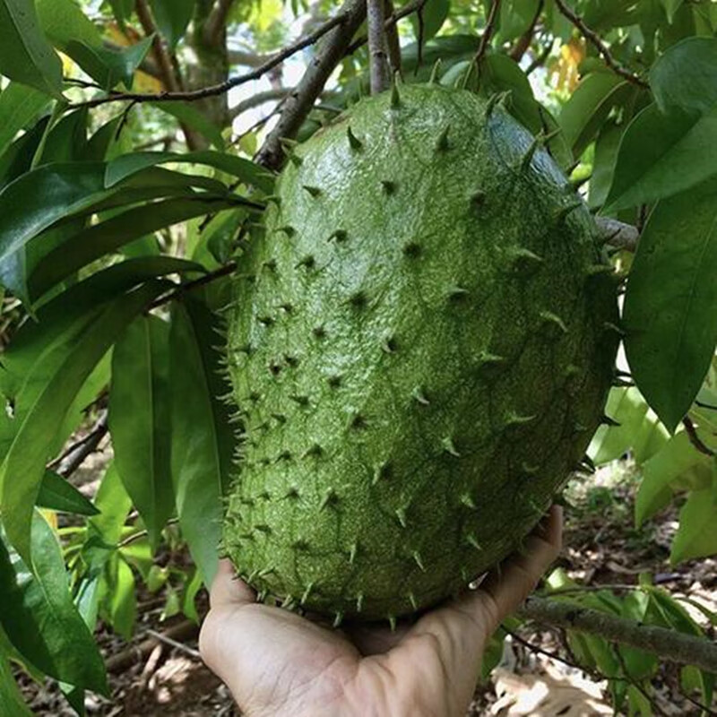 刺果番荔枝苗紅毛榴蓮果樹毛茛目奶油味釋迦南方盆地栽種植物 1年苗40