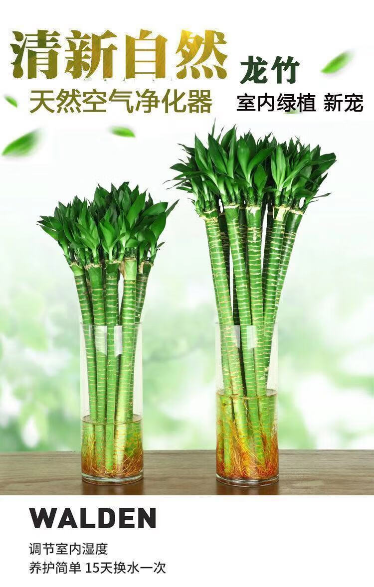 竹类绿植品种图片