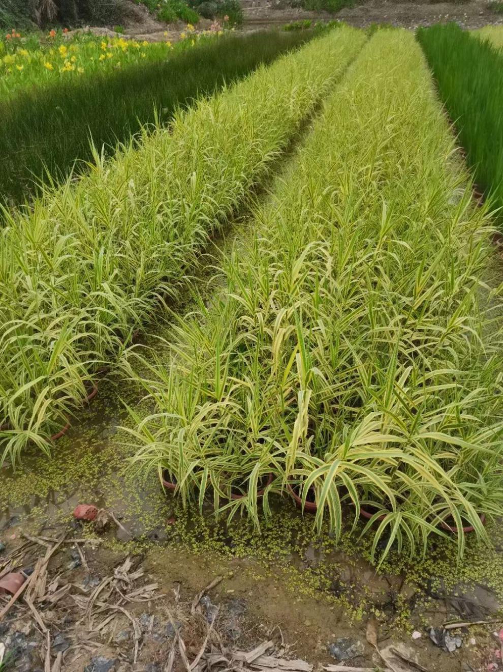 花叶芦竹是水生植物吗(花叶芦竹是常绿还是落叶)