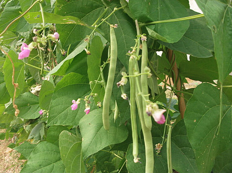 四川紅花四季豆原裝x5包【圖片 價格 品牌 報價】-京東