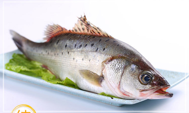 开背鲈鱼新鲜海捕鲜活速冻七星花鲈鱼深海鱼海鲜水产