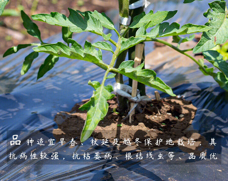 寿禾番茄种子口感型千禧圣女果蔬菜种籽酒窝千禧圣女果种子20粒