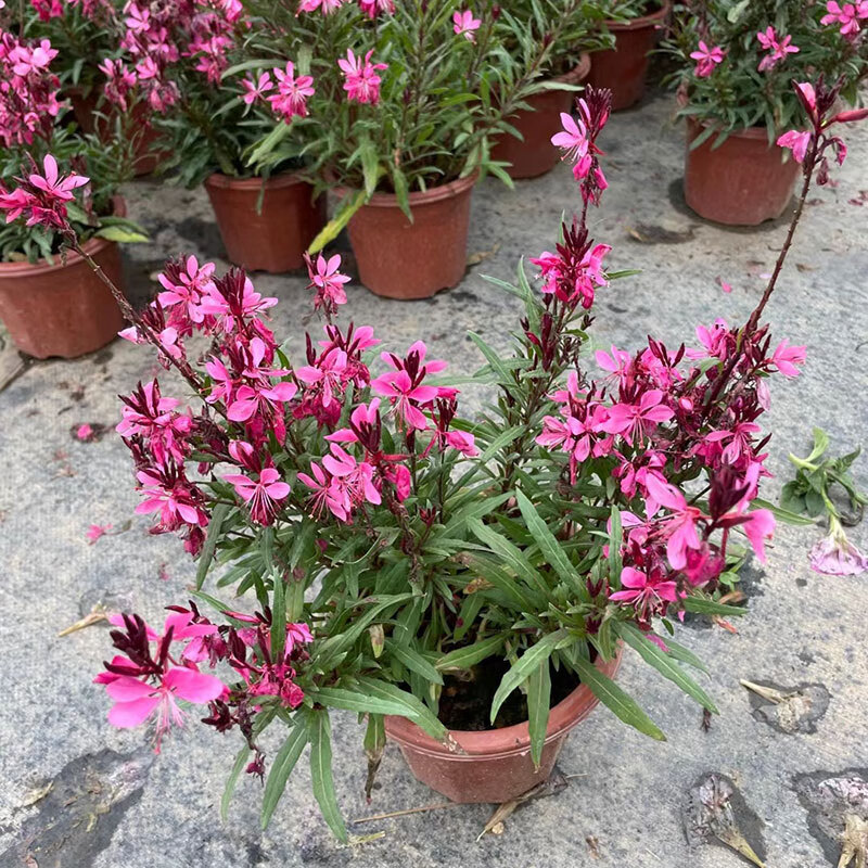 带花苞紫叶千鸟花阳台庭院花镜工程苗木开花不断易养护 玫色【1加仑】