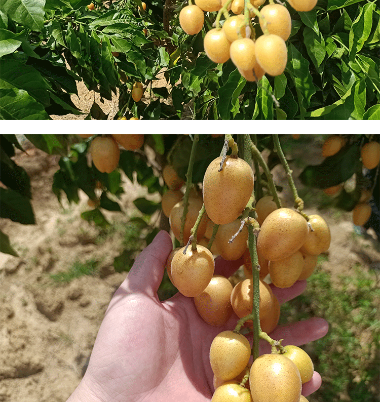 鸡心黄皮果冰糖无核黄皮酸甜孕妇当季水果 3斤【冰糖黄皮果】【图片