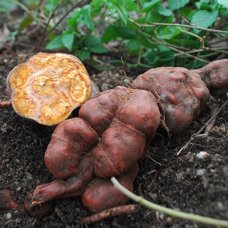 伏牛山深山野生何首乌 新鲜何首乌赤首乌 500克 新鲜何首乌2斤【图片