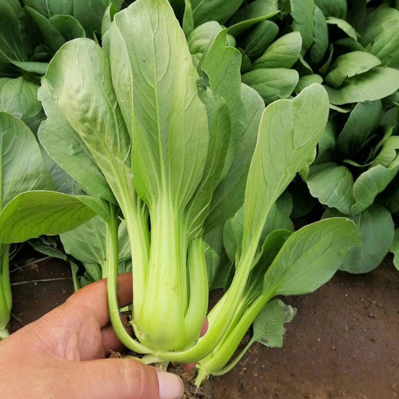 四季上海青耐热青梗菜春夏秋季苏州青六七月慢鸡毛菜耐寒蔬菜种子华青