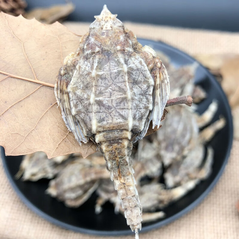 海燕海雀干北海海龙中材煲汤泡酒料干货10克50克200g可选海燕50克