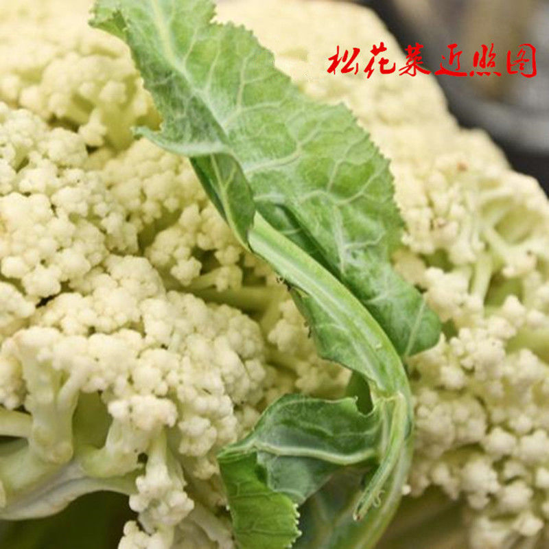散花菜青梗松花菜新鲜蔬菜花椰菜花菜球白菜花时令自种菜花松花菜净重