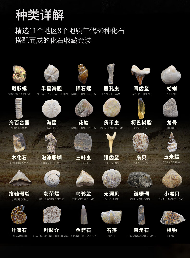 天然古生物化石标本天然30种古生物化石原石三叶虫狼鳍鱼螺化石动物