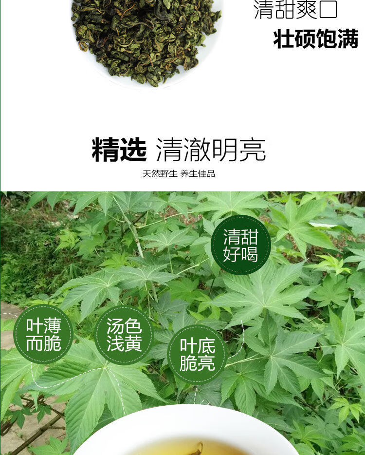 甜茶叶广西金秀甜茶野生大瑶山刺儿茶叶天然无添加糖养生茶 野生甜茶
