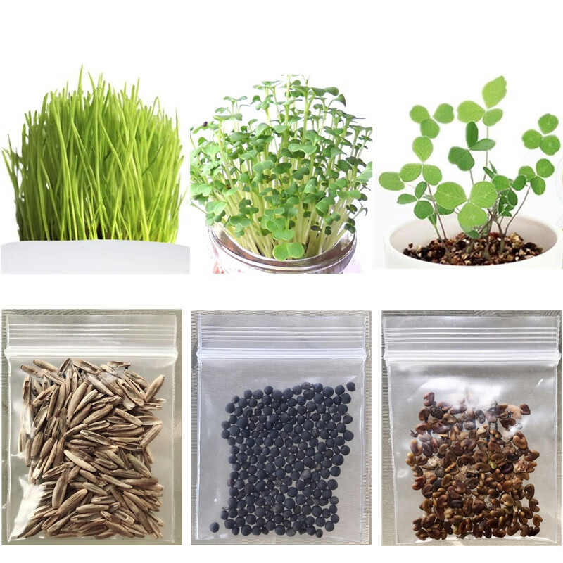 爱情草情思草幸运草种籽桌面迷你种草小盆栽水培水养土培爱情草