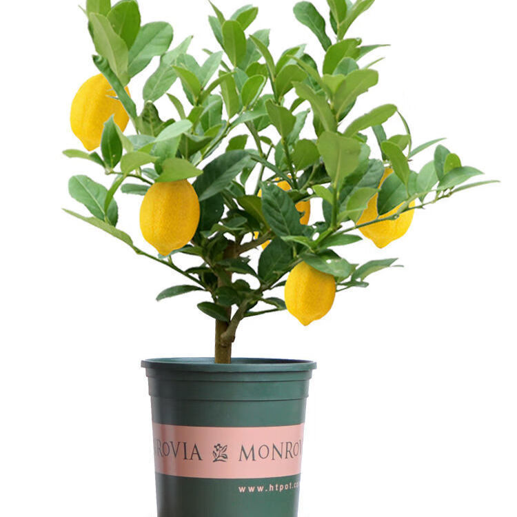 嫁接橙子苗新品种无籽浓甜血橙果树苗盆栽地栽南北方栽植当年结果新