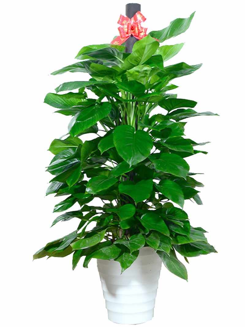 绿萝柱大叶绿萝柱室内办公室植物客厅盆栽好养易活大