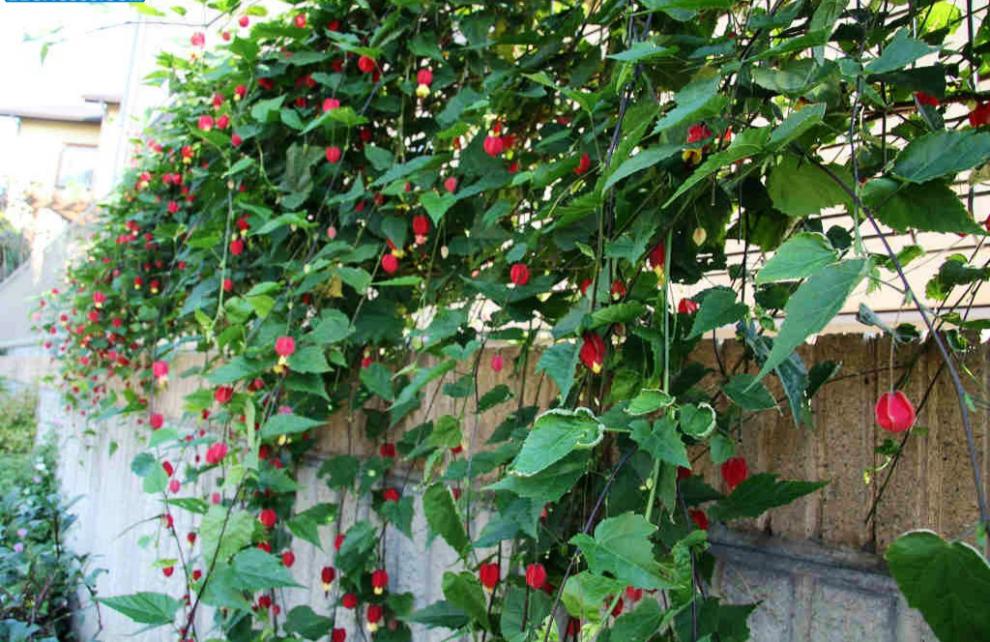 灯笼花盆栽花苗常绿攀援花卉四季开花风铃花藤蔓植物垂吊红灯笼 5年苗