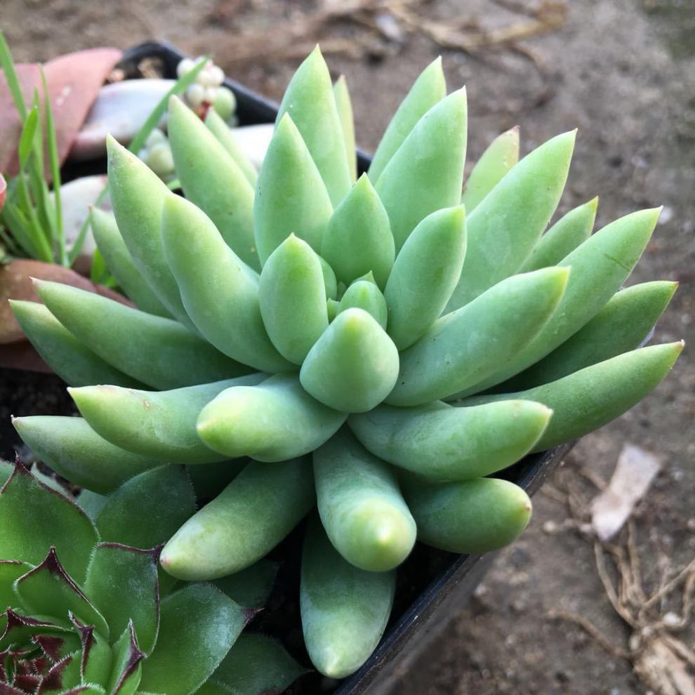 一花一宅玉珠莲千佛手多肉植物盆栽花卉新手肉肉绿植千佛手塑料盆土不