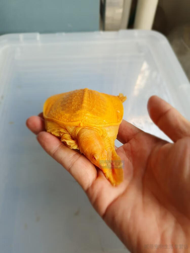 红眼白化鳖变异鳖王八甲鱼苗黄金甲鱼山瑞黄金鳖苗珍珠鳖 黄金鳖6.