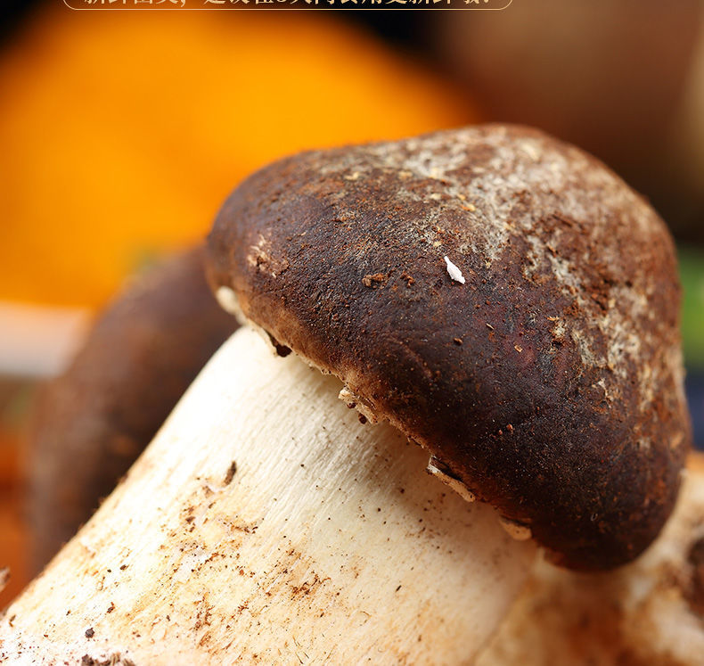 新鲜姬松茸顺丰快递当季食用菌菇巴西蘑菇小松菇新鲜赤松茸煲汤新鲜