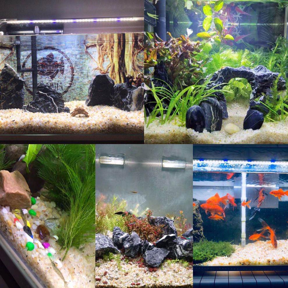 水晶沙鱼缸底砂造景沙石天然河沙铺底水族装饰黄金沙溪流沙子底沙