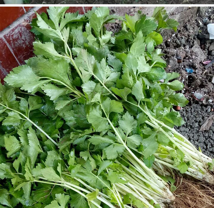白芹菜种籽四川白杆芹菜白梗芹菜春夏秋冬四季阳台盆栽蔬菜种孑子雪白
